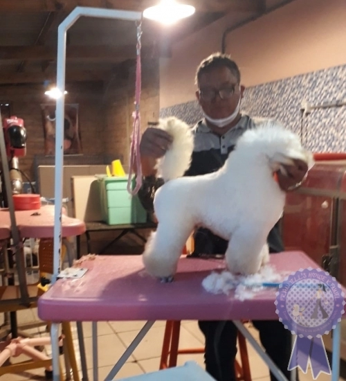 Poodle Toy