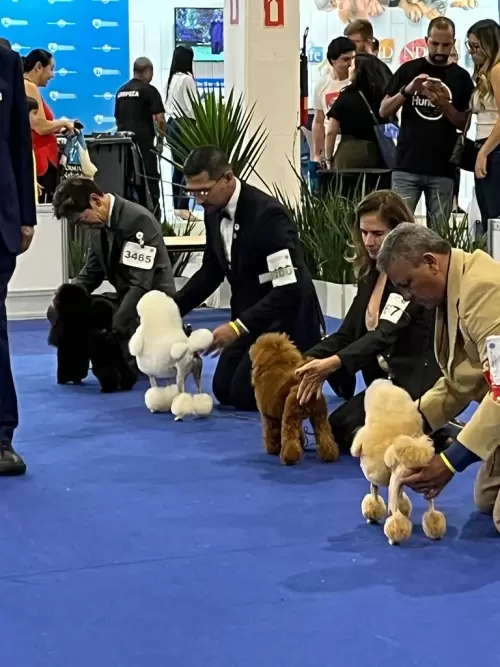 World Dog Show