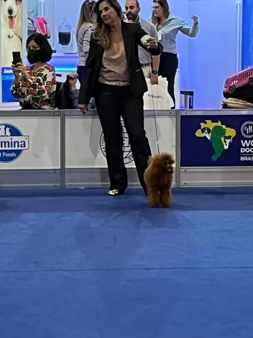 World Dog Show