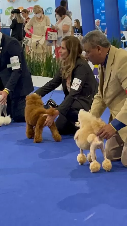 World Dog Show