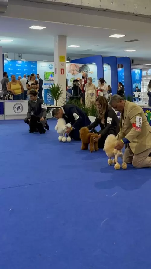 World Dog Show