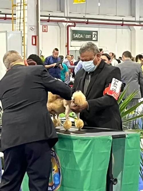 World Dog Show