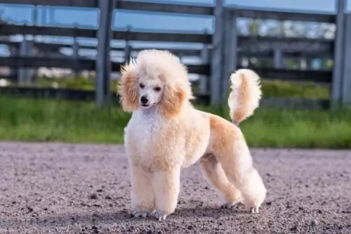  BRIE DE MEAUX FRANWILLS HOUSE
Poodle anão filhote se destacando nas principais exposições. Futuro padreador Noble Nuzzles.